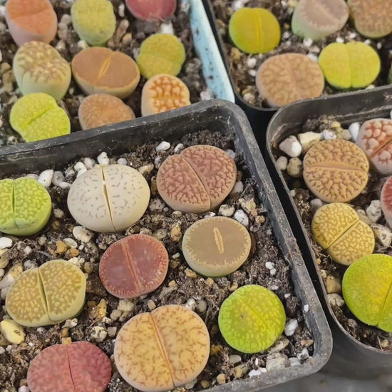 Colourful Lithops - 1