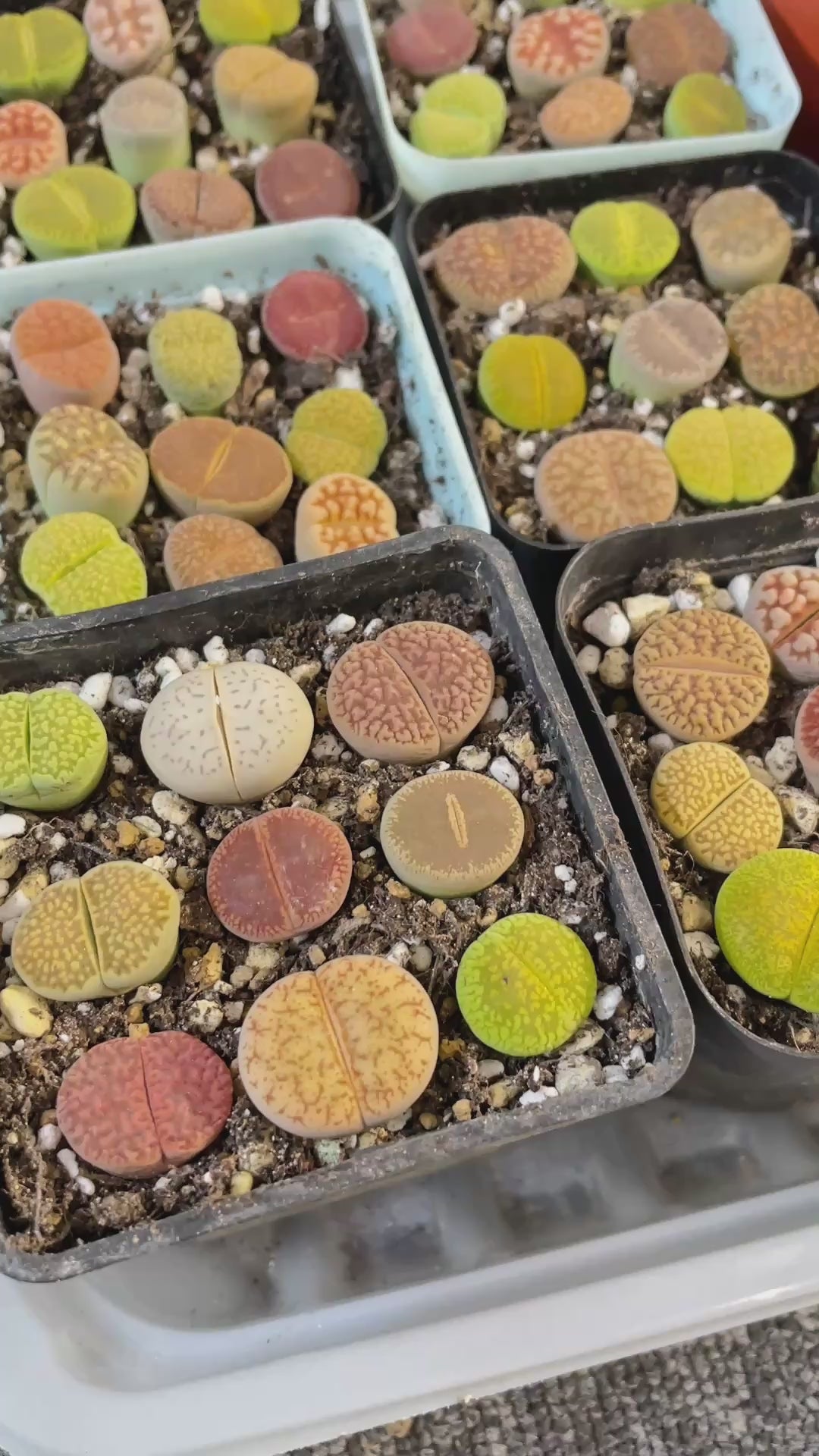 Colourful Lithops - 1