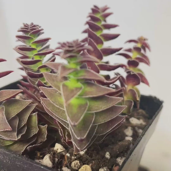 Crassula Pagoda Village - 0