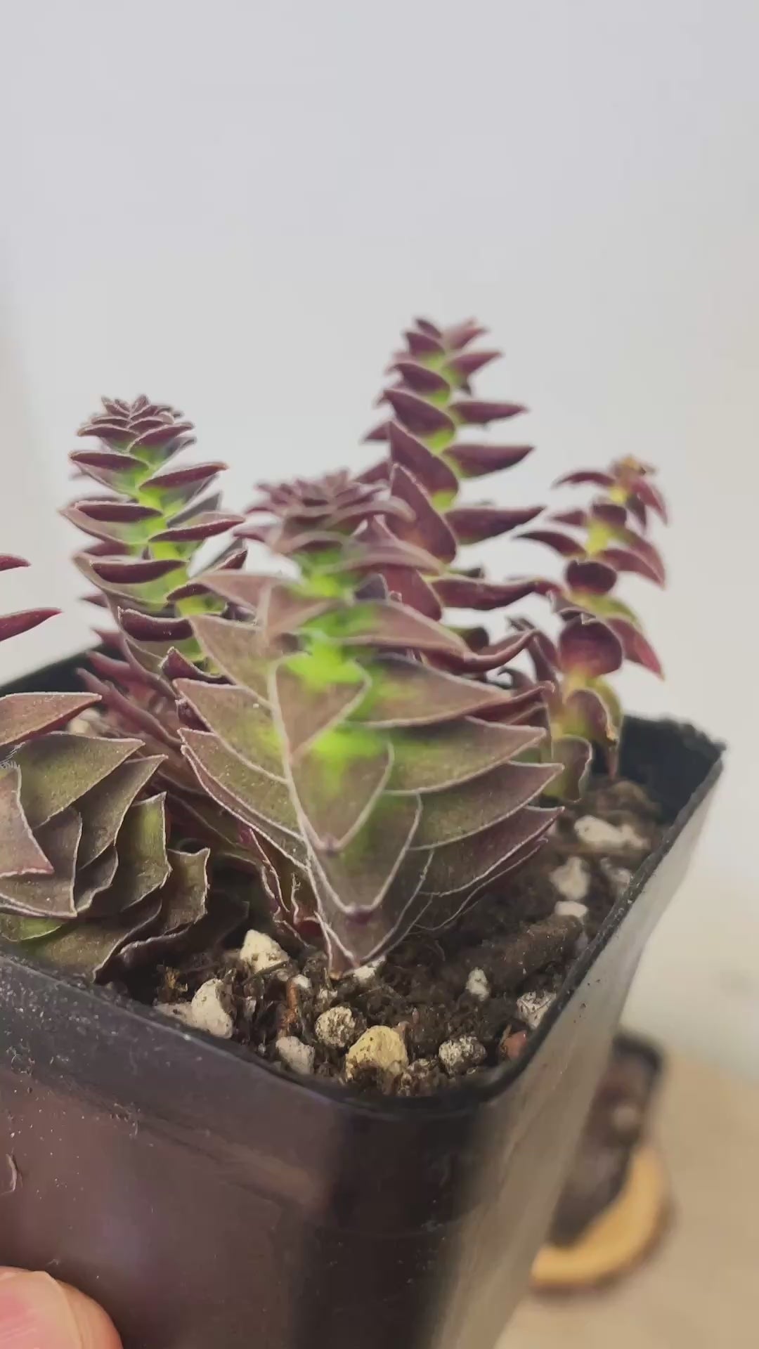 Crassula Pagoda Village - 0