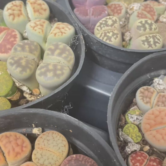 4–6 Double-Head Lithops 
