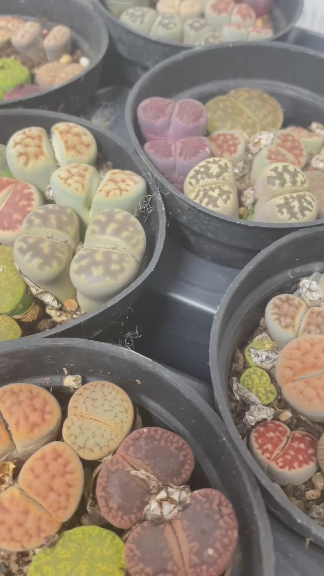 4–6 Double-Head Lithops 