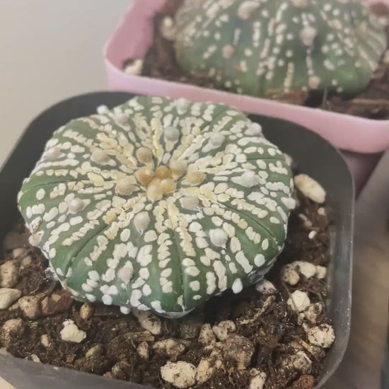 Astrophytum asterias, Sand Dollar Cactus - 0