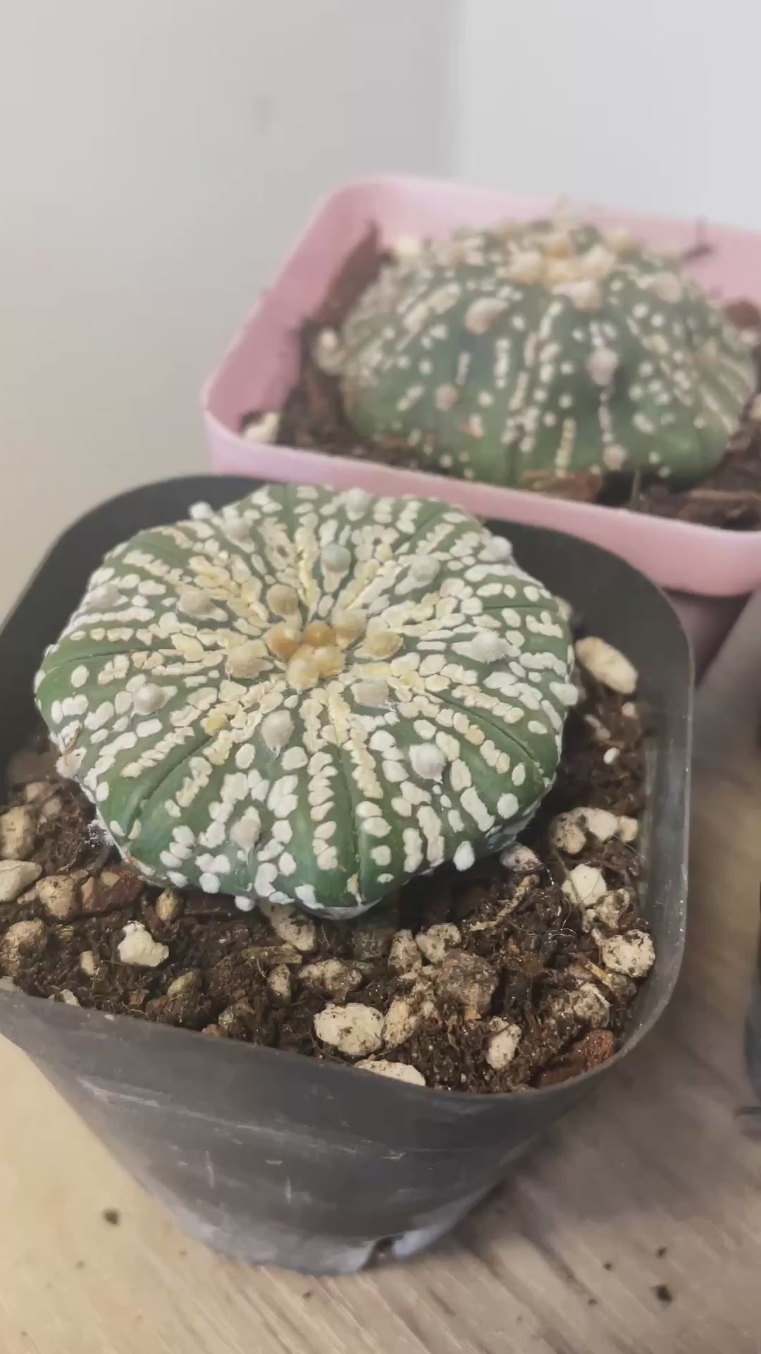 Astrophytum asterias, Sand Dollar Cactus - 0