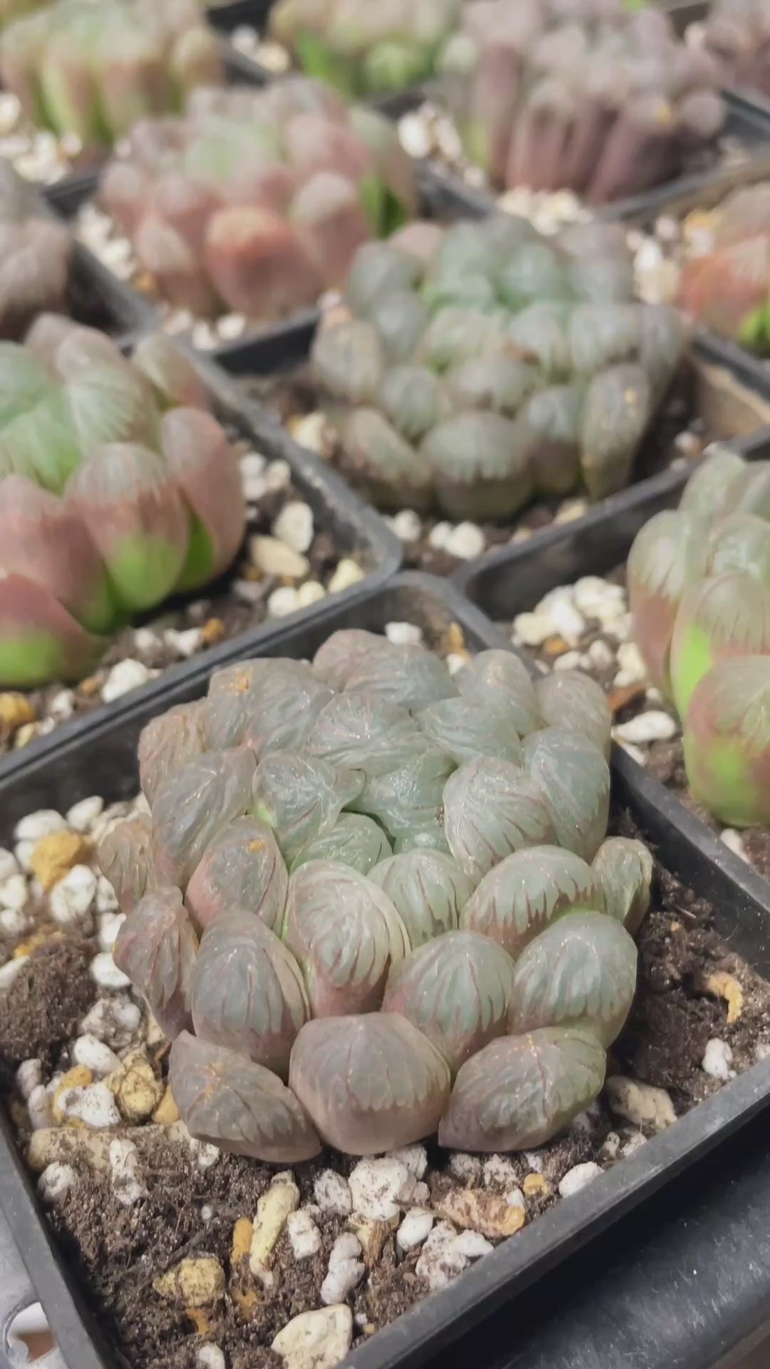 Haworthia Ikra 'Yamada Black'  08