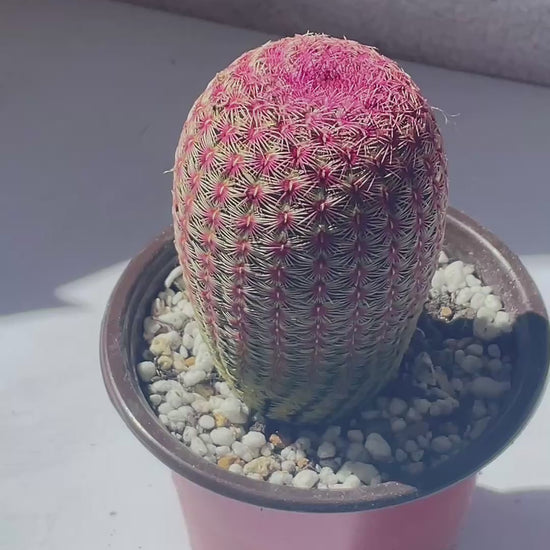 Echinocereus Rigidissimus Rubispinus, Rainbow Cactus
