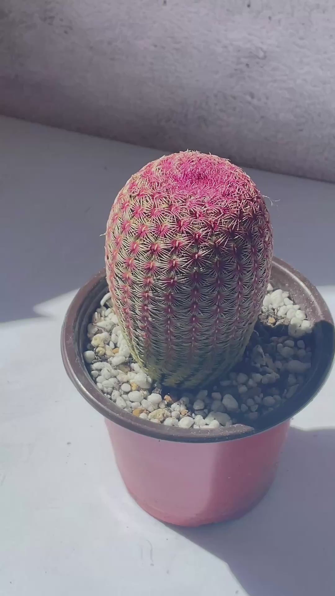 Echinocereus Rigidissimus Rubispinus, Rainbow Cactus