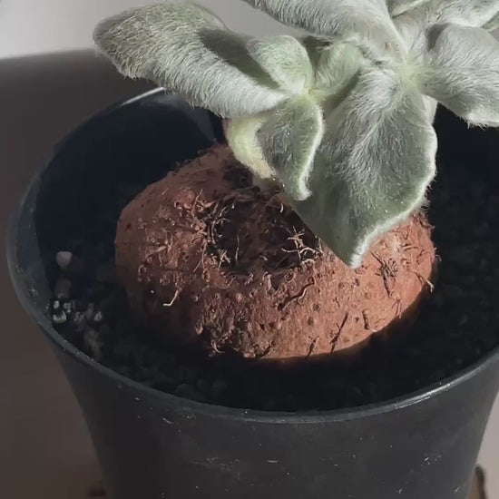 SINNINGIA LEUCOTRICHA 'Brazilian Edelweiss' Succulent Cactus, Caudiciform plant -  chic-chic.co