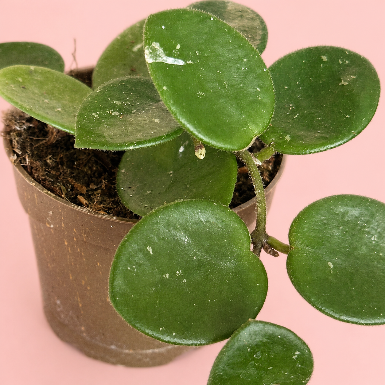 three-hoya-plant-set-kerrii-mathilde