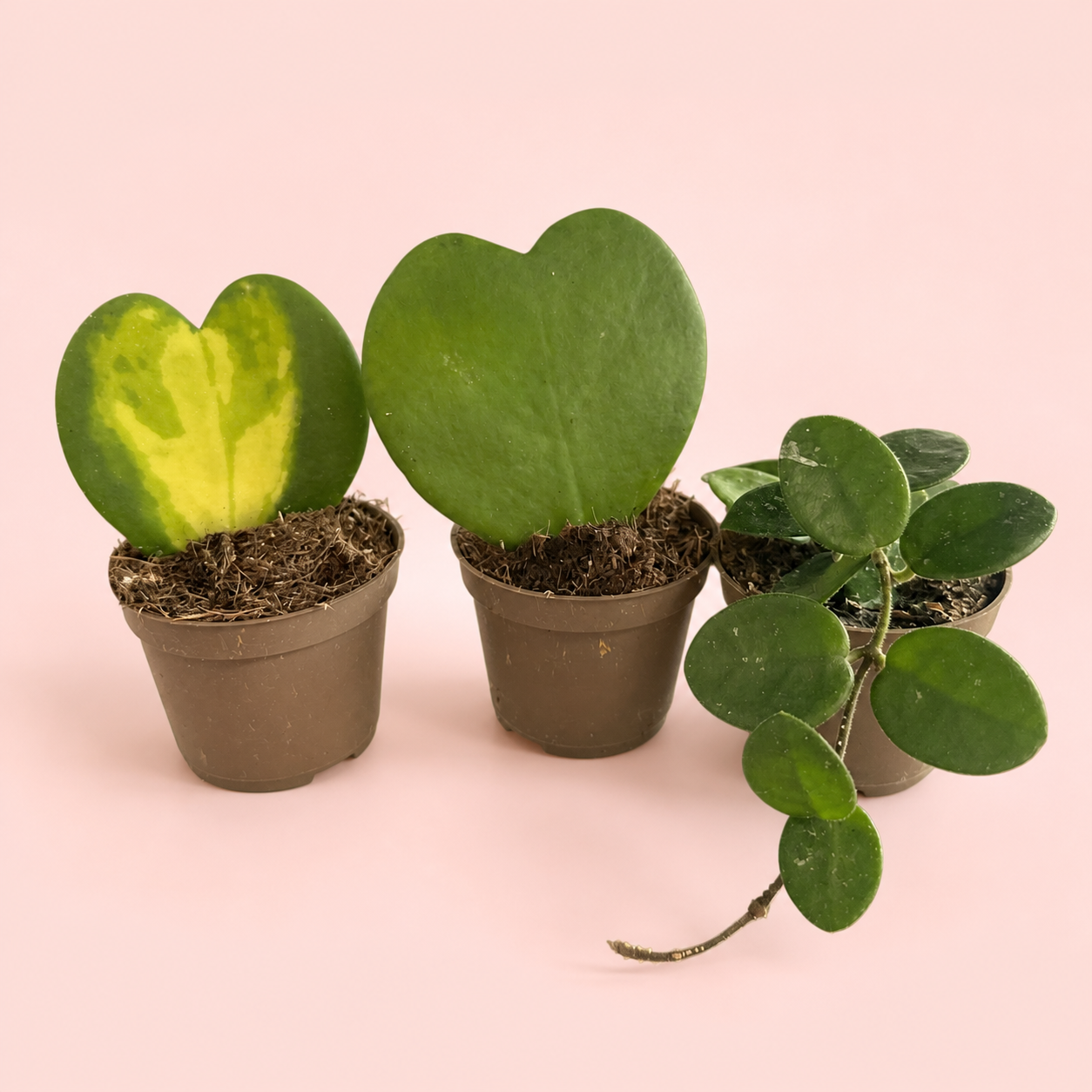 three-hoya-plant-set-kerrii-mathilde