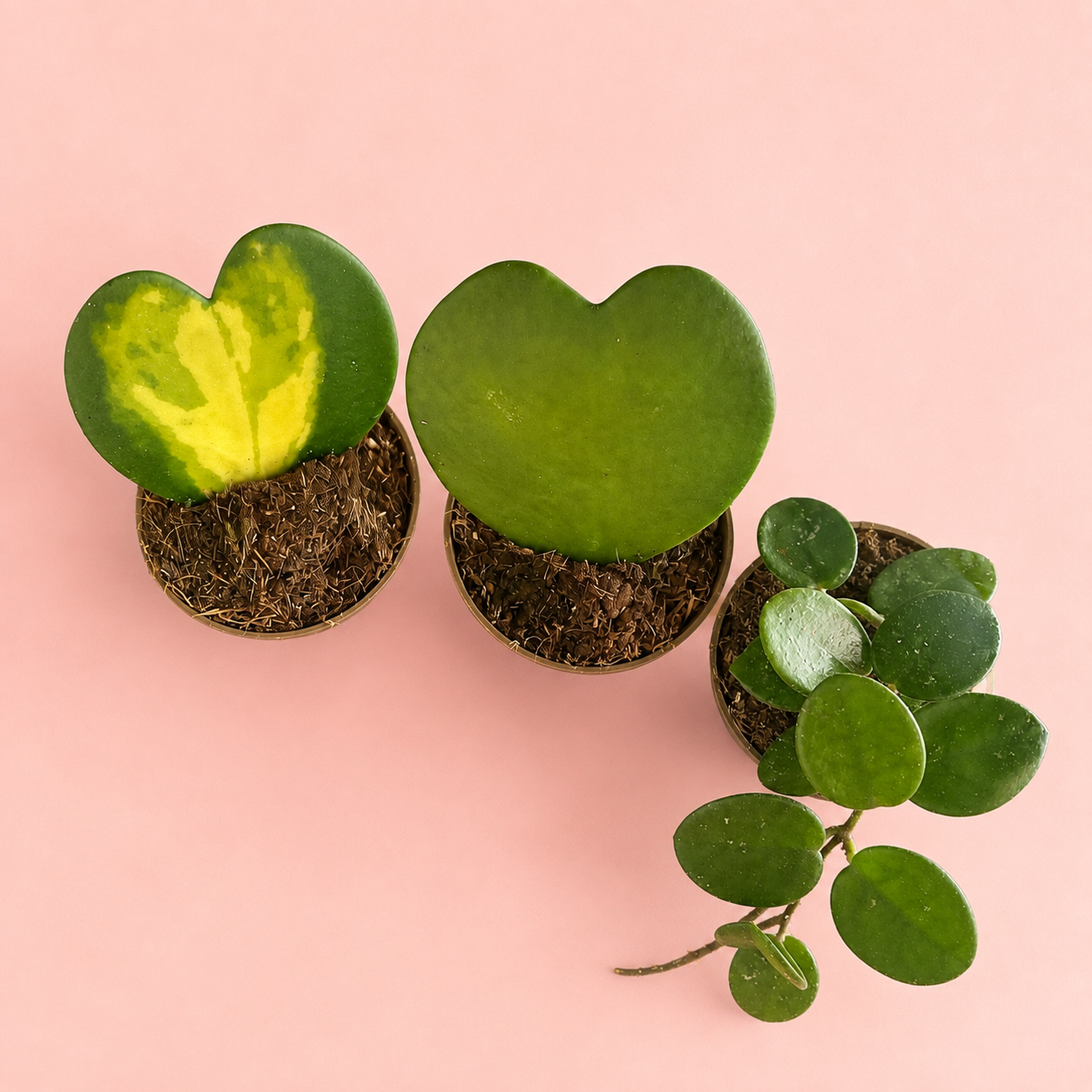 three-hoya-plant-set-kerrii-mathilde