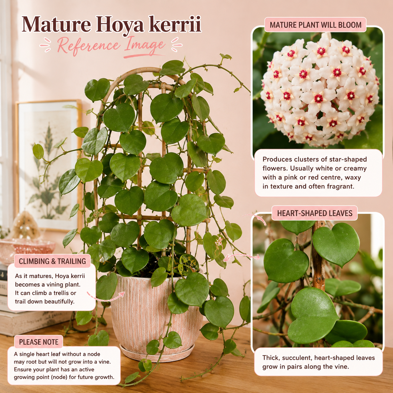 three-hoya-plant-set-kerrii-mathilde