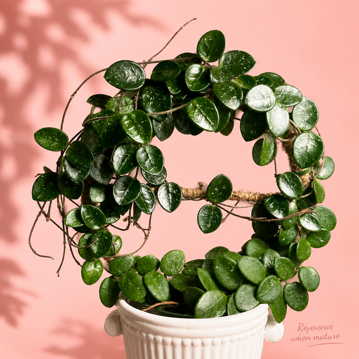 three-hoya-plant-set-kerrii-mathilde