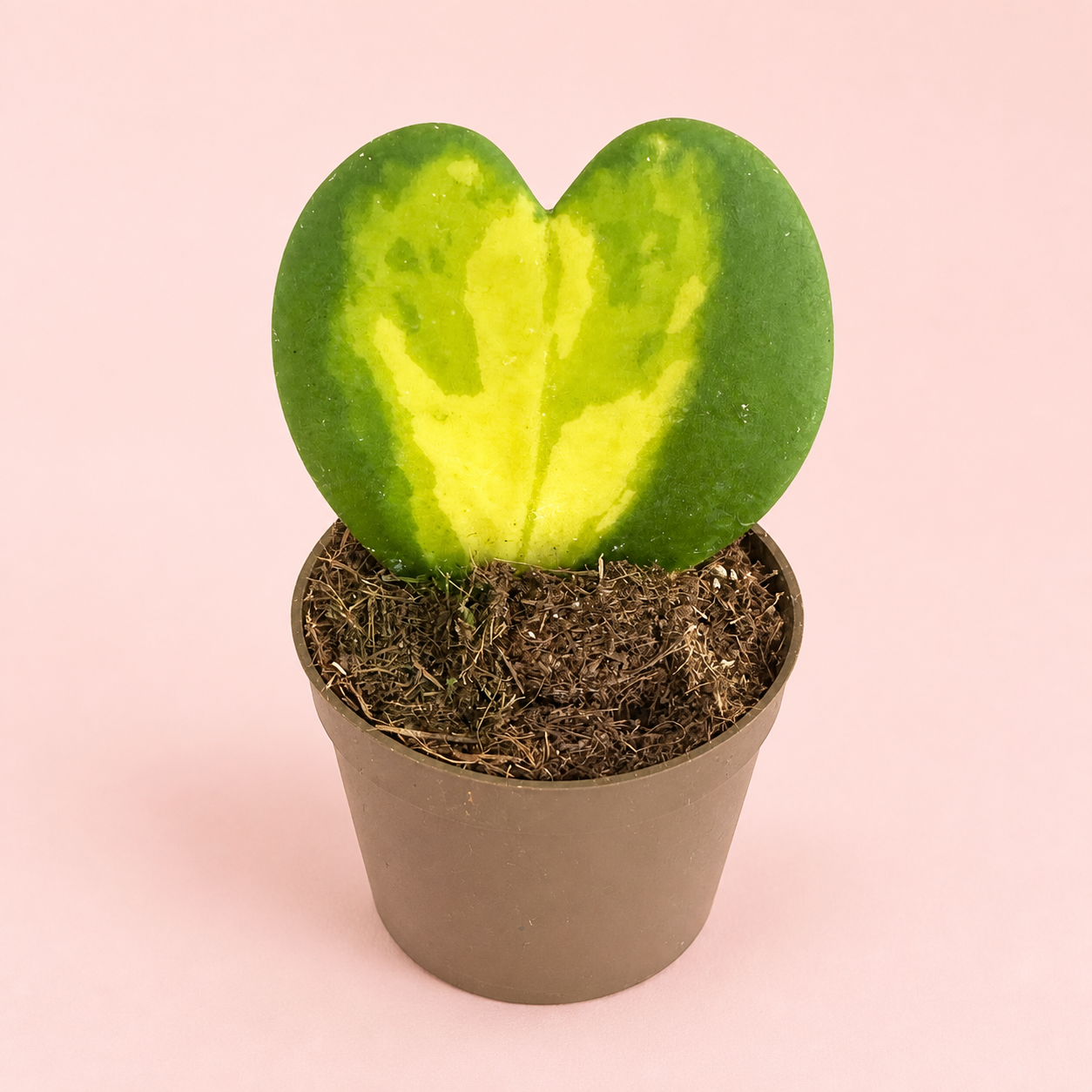 three-hoya-plant-set-kerrii-mathilde
