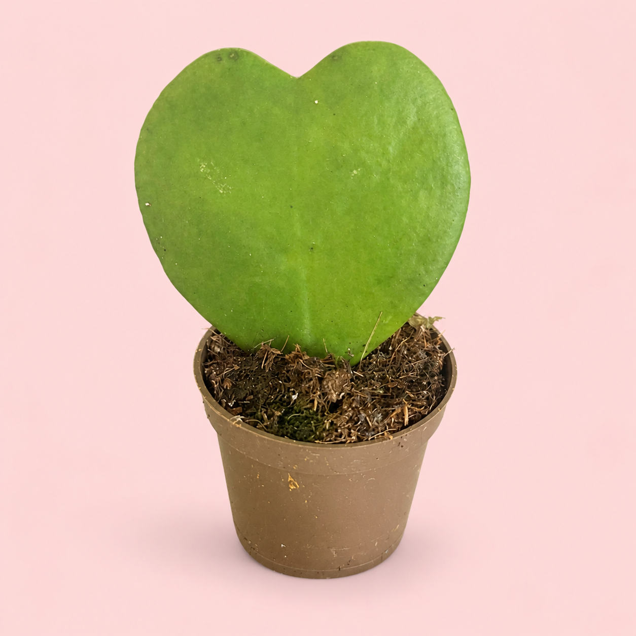 three-hoya-plant-set-kerrii-mathilde